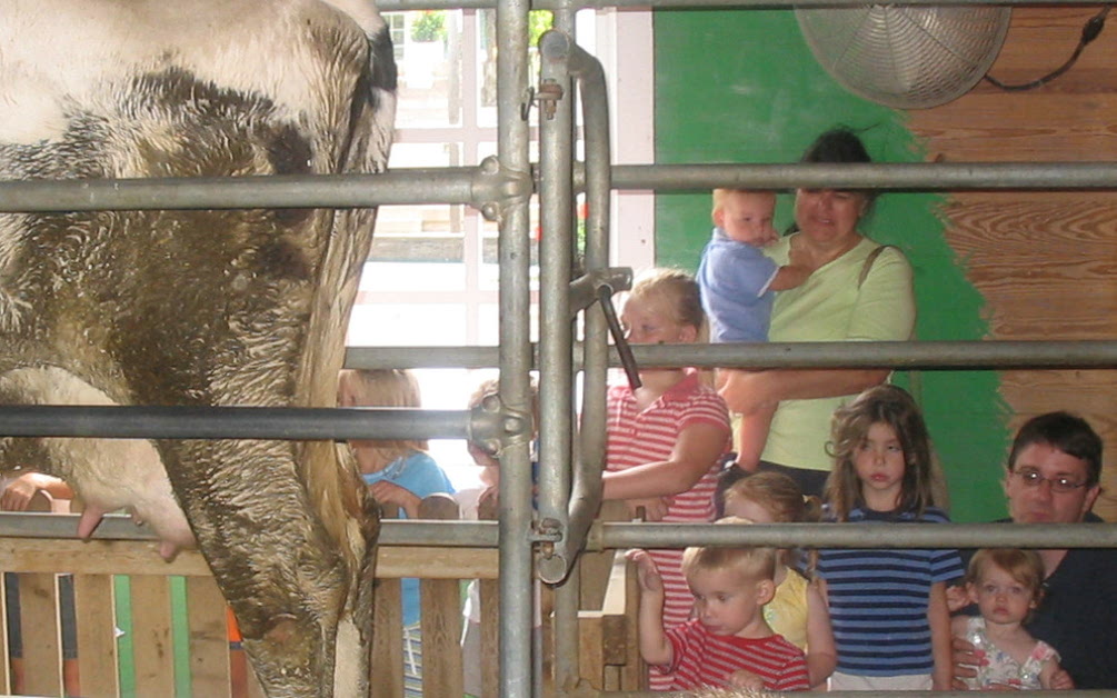 2005_07_15 Purina Farms cow miling demo.jpg